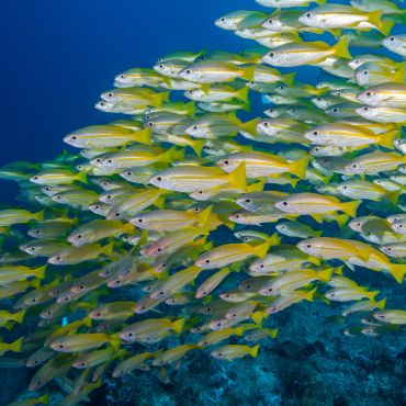 Image illustrative bio : banc